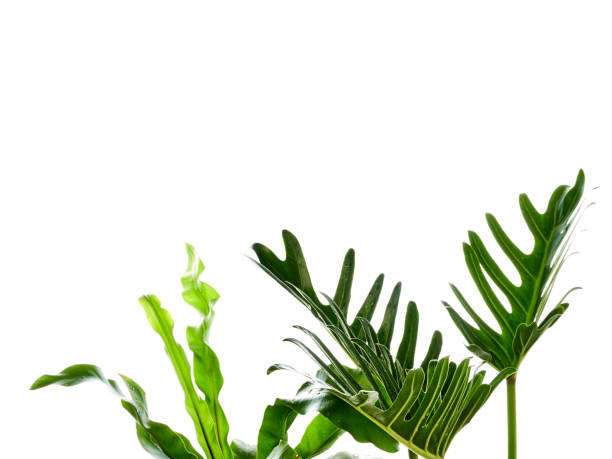 istock philodendron xanadu plant leaf the tropical 1148016758