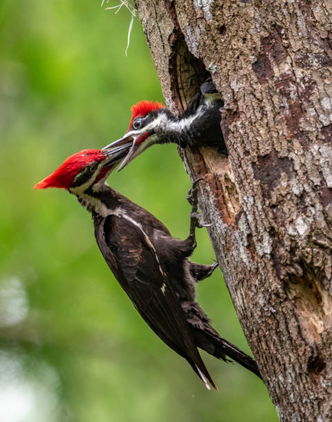 istock Pileated Woodpecker Portrait 1148017393