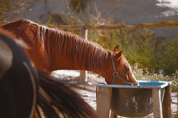 Feeding Brown Horse in wild west