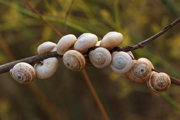 Small snails on a twig in Mallorca