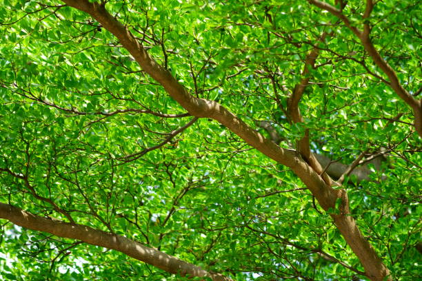 istock Close up beautiful natural view green leaves 1148019590