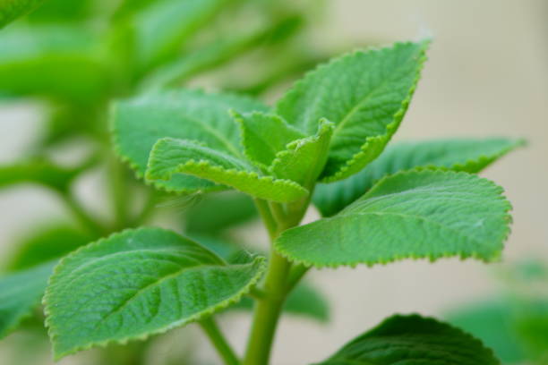 istock Close up beautiful natural view green leaves 1148019628