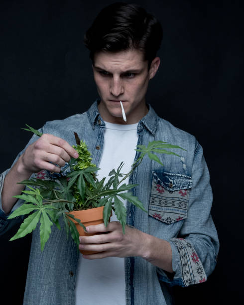 istock Close up view of man with marijuana plant 1148019932