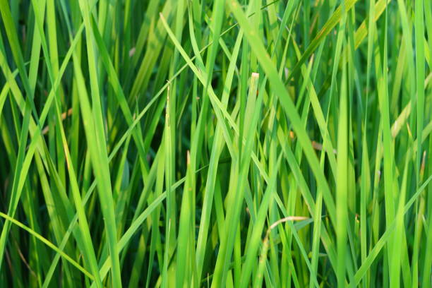 Green Saw Palmetto frond with half of finger turning yellow while the other half is lighter green. Photo taken at O'leno State Park in central Florida. Nikon D7200 with Nikon 200mm Macro lens.