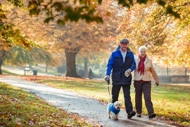 Autumn Dog Walk Senior couple are walking their dog through a public park in Autumn. natural parkland stock pictures, royalty-free photos & images