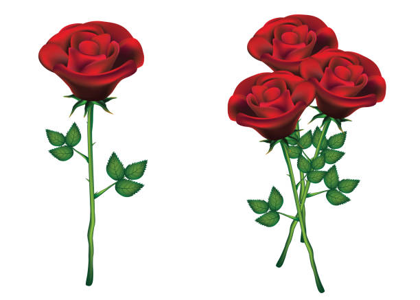illustrazioni stock, clip art, cartoni animati e icone di tendenza di rose rosse con foglie verdi su sfondo bianco. - long stemmed rose