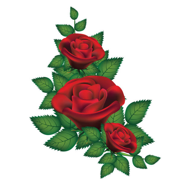 illustrazioni stock, clip art, cartoni animati e icone di tendenza di bellissime rose rosse isolate su sfondo bianco. - long stemmed rose