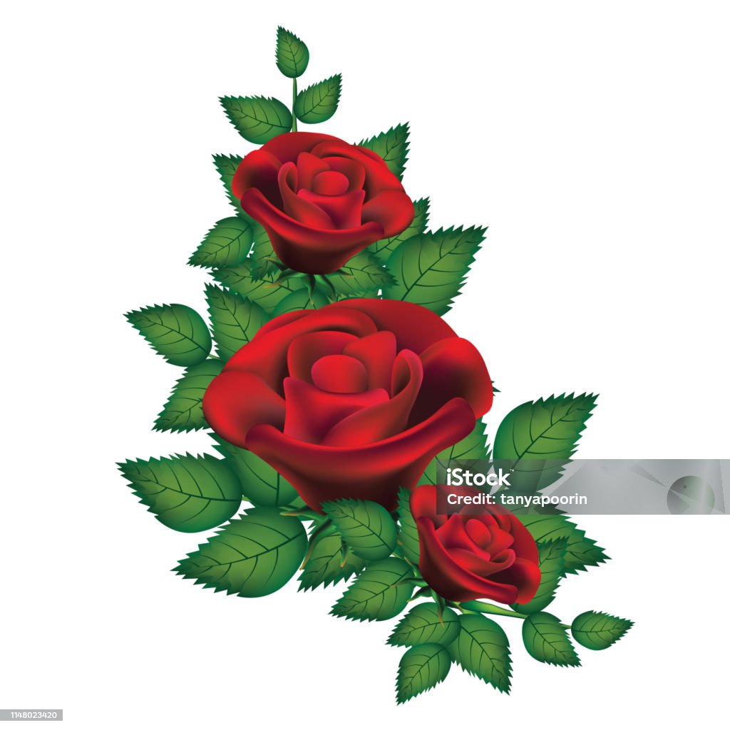 Beautiful Red Roses Isolated On White Background Stock ...