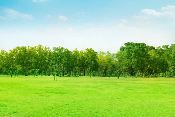 istock Green trees and gardens Beautiful light in the morning 1148024119