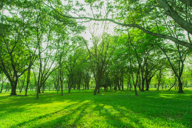 istock Green trees and gardens Beautiful light in the morning 1148024131