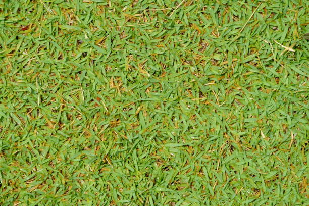 istock Fresh Grass With Water Drops In The Early Morning 1148024193