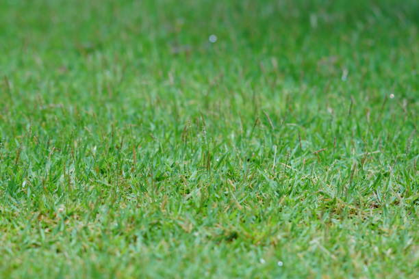 istock Fresh Grass With Water Drops In The Early Morning 1148024211