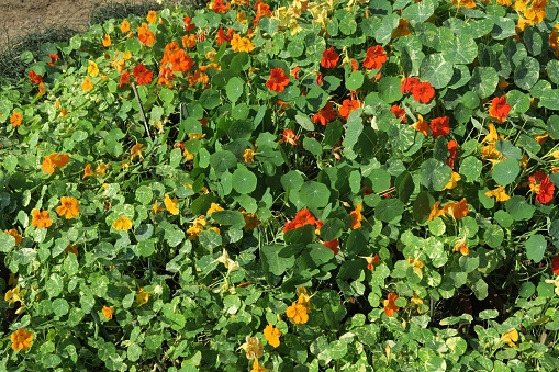 Photo showing some annual red and orange nasturtium flowers that have been planted as companion plants, so that they will act as a 'trap crop'.