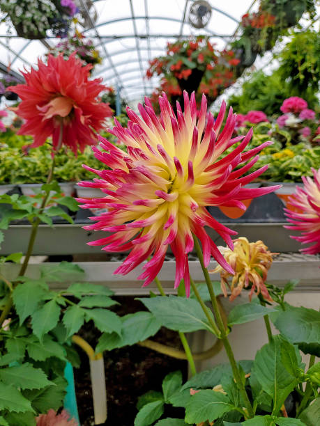 istock red and yellow spiky dahlia 1148024227