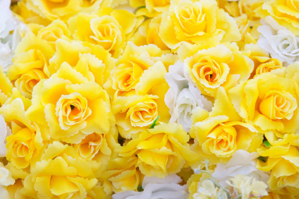 istock The remaining rose color and white color is placed as a beautiful flower backdrop. 1148024576