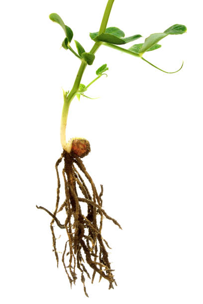 istock Root legume plant isolated on white. Stage of peas growing from seed to seedling. The root system of young peas on a white background. 1148024673