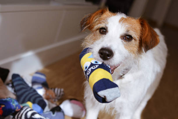 dog mischief. jack russell playing ans stealing socks in the mouth. - highland islands stock-fotos und bilder