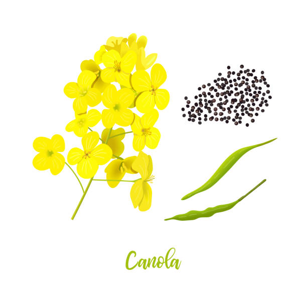 illustrazioni stock, clip art, cartoni animati e icone di tendenza di canola o colza. fiori, semi, foglie. fiori di colza isolati su bianco. brassica napus. giallo stupro in fiore. - canola flower