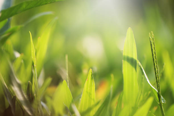istock Nature background with green grass in summer or spring. 1148026866