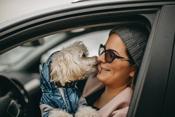 istock One woman driving and playing with dog 1148027040