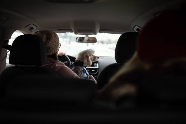 istock One woman driving and playing with dog 1148027135