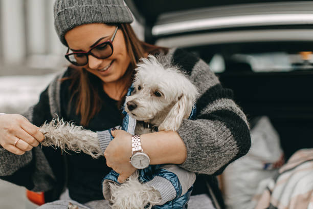 istock One woman sitting and playing with dog 1148027892
