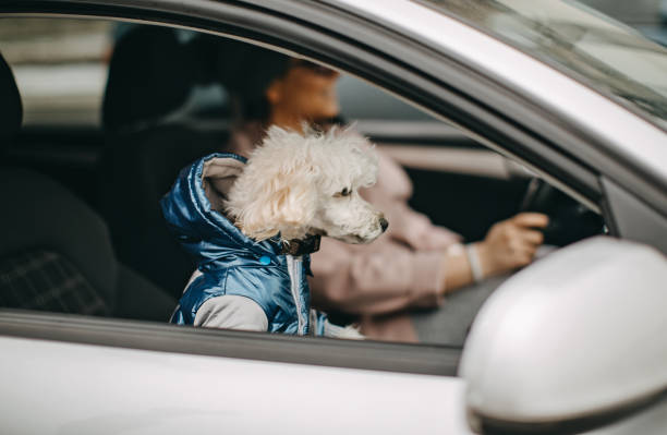 istock One woman driving and playing with dog 1148027910