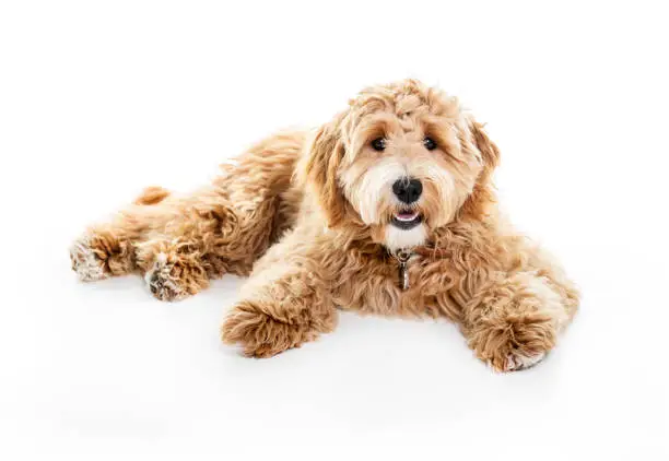 A Golden Labradoodle dog isolated on white background