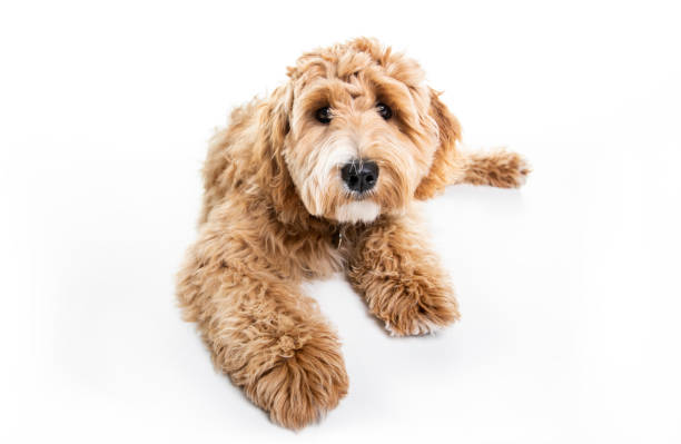 istock Golden Labradoodle dog isolated on white background 1148028098