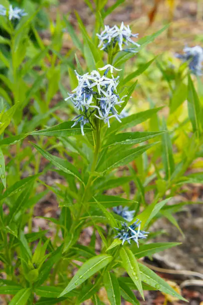 Amsonia orientalis or european bluestar blue flowers with green