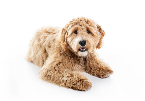 istock Golden Labradoodle dog isolated on white background 1148028102