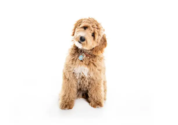 Photo of Golden Labradoodle dog isolated on white background