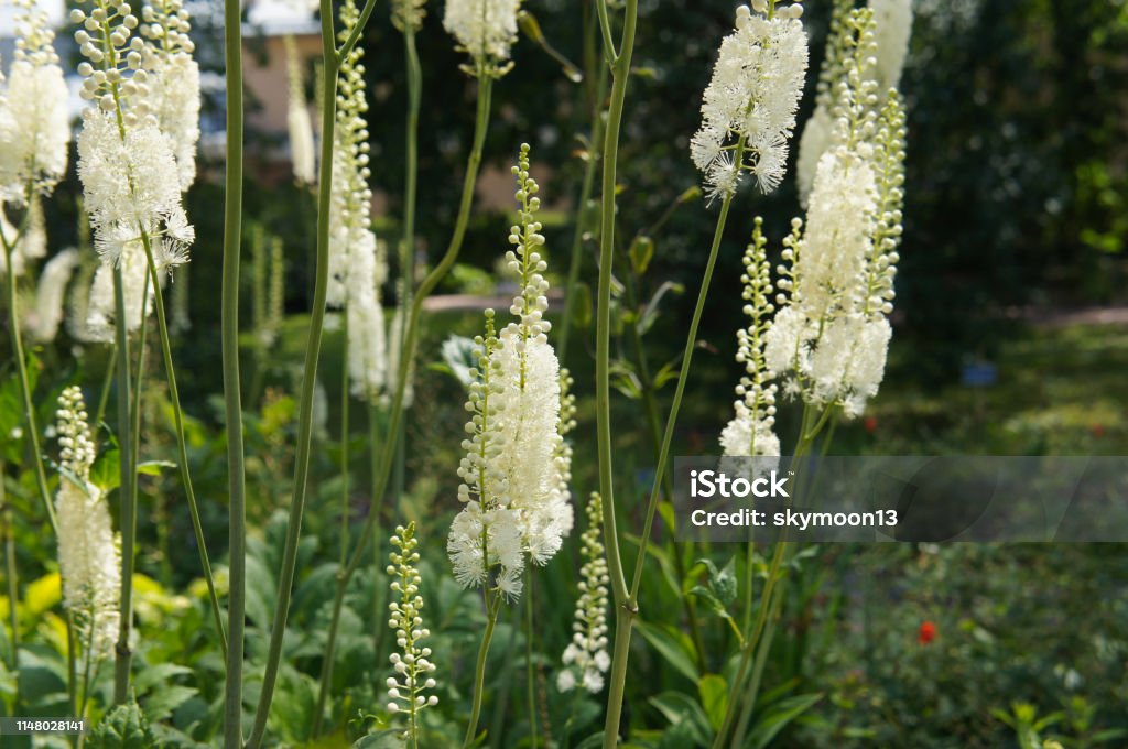 Cimicifuga cordifolia oder imicifuga racemosa Pflanzen weiße Blumen mit grün - Lizenzfrei Weiß Stock-Foto