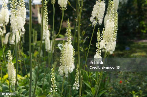 Cimicifuga Cordifolia Oder Imicifuga Racemosa Pflanzen Weiße Blumen Mit Grün Stockfoto und mehr Bilder von Weiß