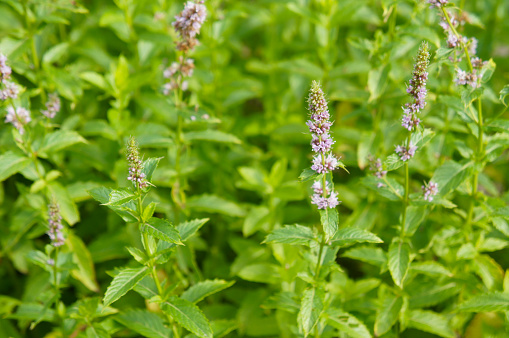 Mentha piperita or peppermint or hybrid mint green plant with purple flowers