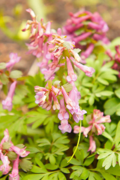 istock Corydalis solida or fumewort pink flowers vertical 1148028188