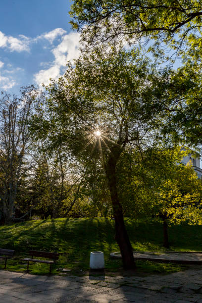istock Sunbeams penetrating a tree in the park 1148029867