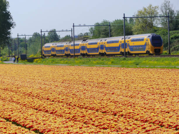 trein passeren tulp bloemenvelden - ns stockfoto's en -beelden