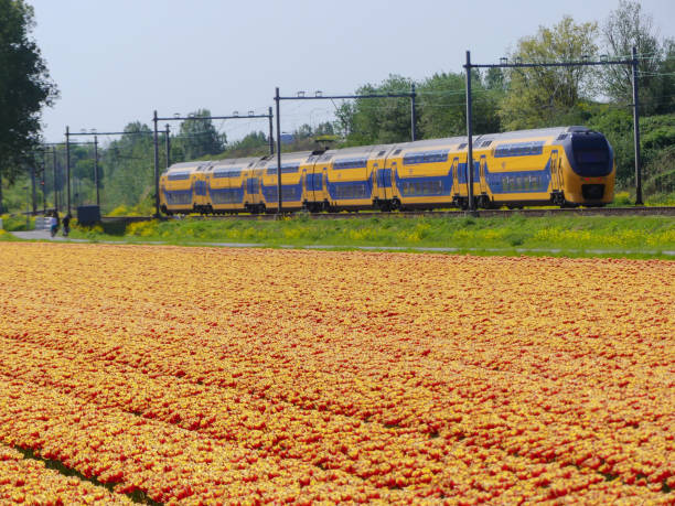 train passing tulip flower fields Zuid Holland, the Netherlands - April 24 2019: Dutch electric intercity train passing tulip flower fields tasrail stock pictures, royalty-free photos & images