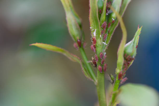Macrosiphum rosae