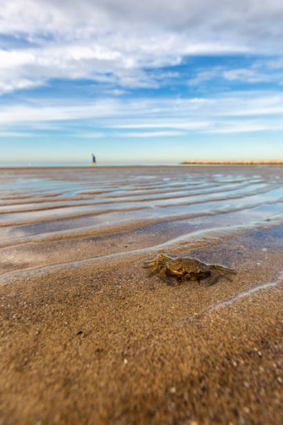 Seascape with the crab on foreground, Italy
