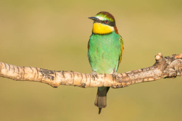 istock The European bee-eater 1148033481