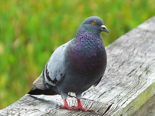 istock Rock Pigeon (Columba livia) standing on a wooden railing 1148033608