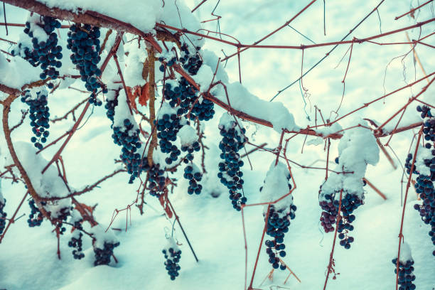 istock Snow-covered red wine grapes on the vine in winter 1148035500