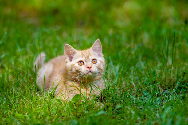 istock Red kitten walking on the grass in the summer garden 1148035561