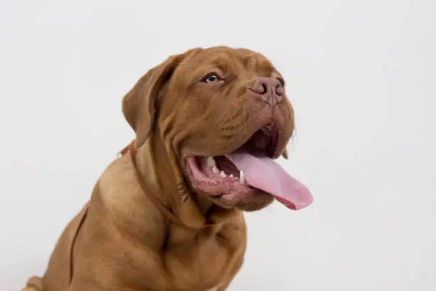 Cute french mastiff puppy with a lolling tongue. Bordeaux mastiff or bordeauxdog. Five month old. Pet animals.