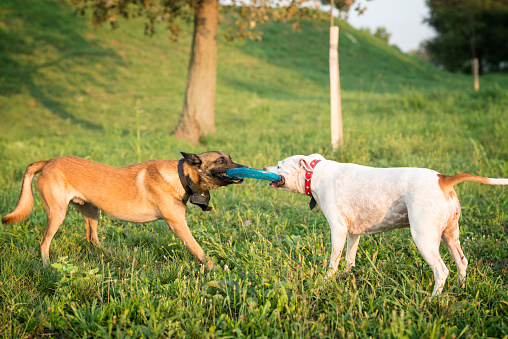 Two playful dogs fighting about rubber toy in the park.