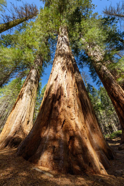 alberi di sequoia giganti nel nord della california, parco nazionale di yosemite - vertical forest national forest woods foto e immagini stock