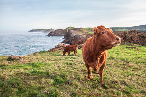 Nice cow grazing on a green meadow next to the sea and looking at camera in Cantabria, Spain.
