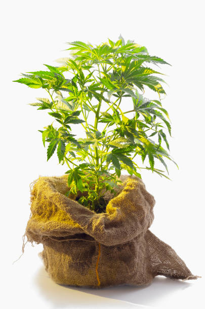 cannabis bush grows in a canvas bag Bush hemp grows in a canvas bag isolate on a white background. Vertical. healthy marijuana cannabis plant growing in a garden stock pictures, royalty-free photos & images